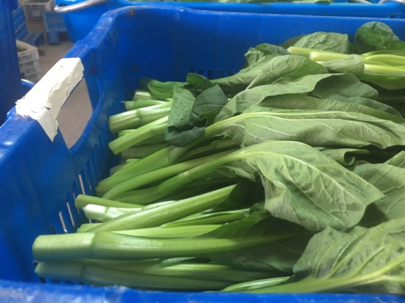 崇明菜心，芥蓝，中花介，兰基地直供全国发货