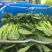 崇明菜心，芥蓝，中花介，兰基地直供全国发货