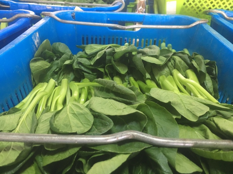 崇明菜心，芥蓝，中花介，兰基地直供全国发货