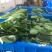 崇明菜心，芥蓝，中花介，兰基地直供全国发货