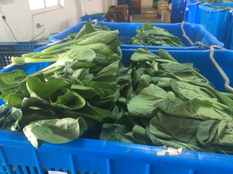 崇明菜心，芥蓝，中花介，兰基地直供全国发货