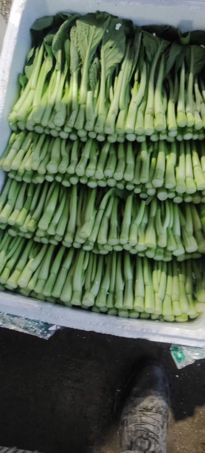 崇明菜心，芥蓝，中花介，兰基地直供全国发货
