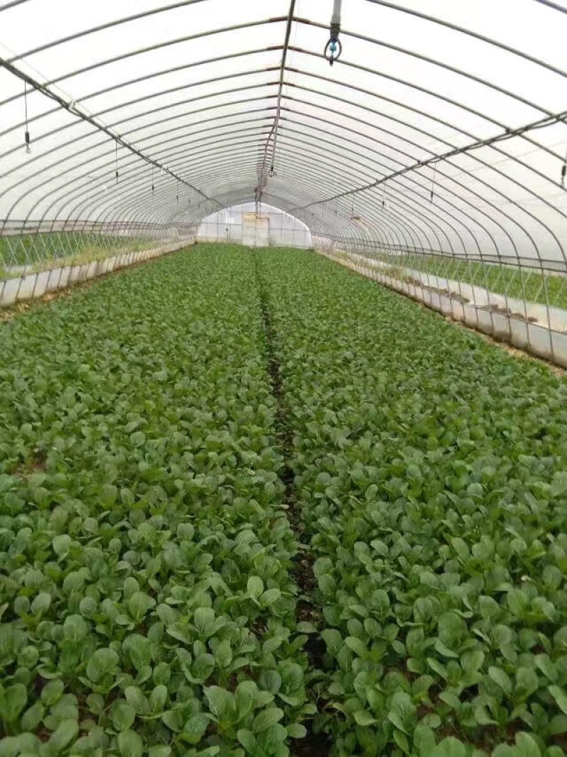 崇明菜心，芥蓝，中花介，兰基地直供全国发货