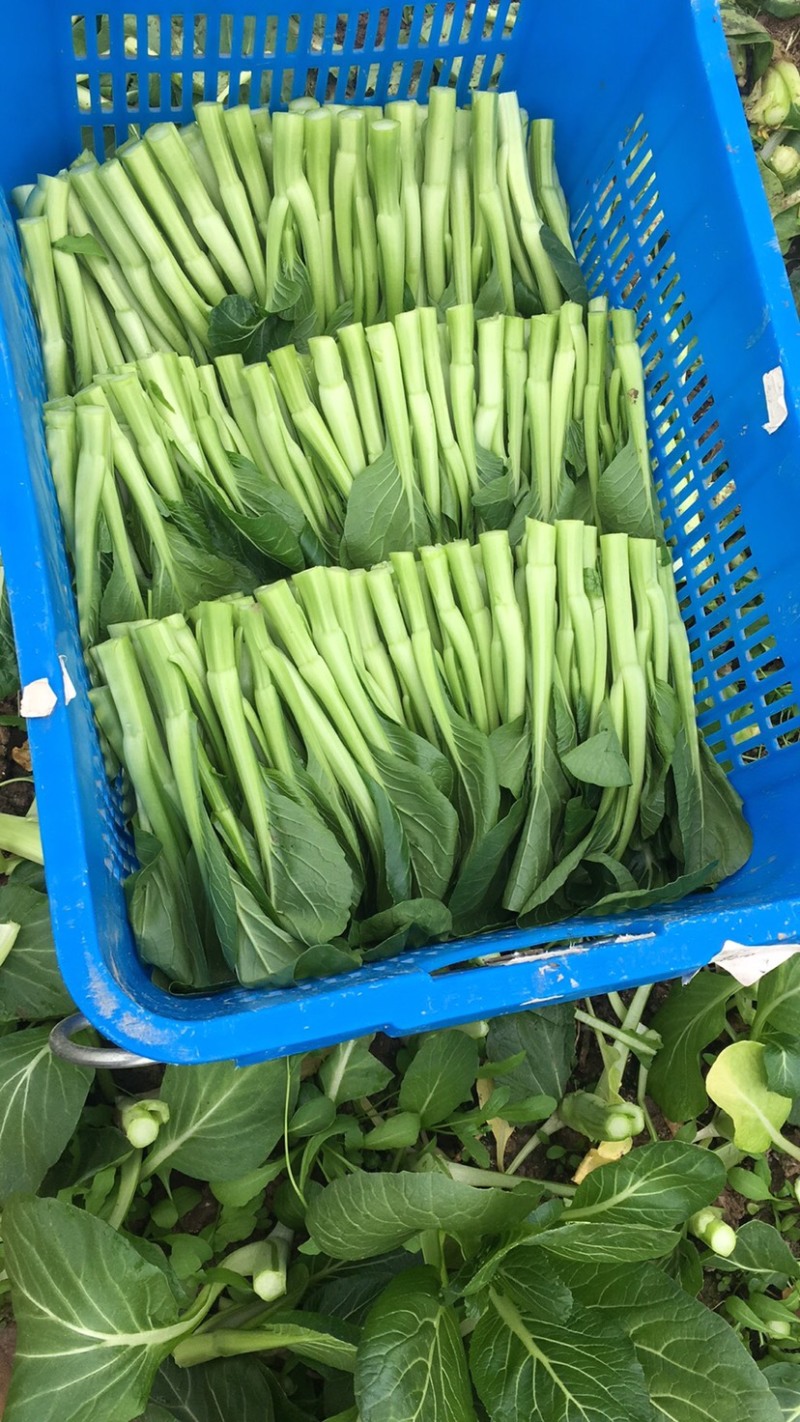 崇明菜心，芥蓝，中花介，兰基地直供全国发货