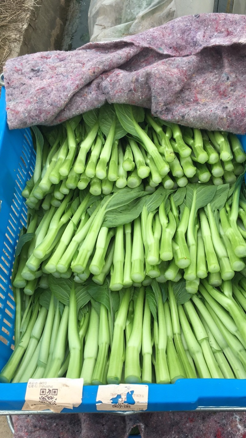 崇明菜心，芥蓝，中花介，兰基地直供全国发货