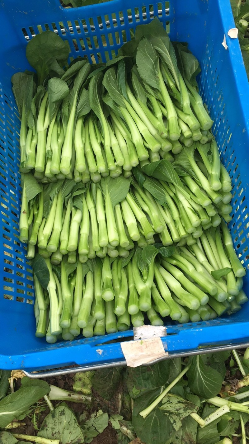 崇明菜心，芥蓝，中花介，兰基地直供全国发货