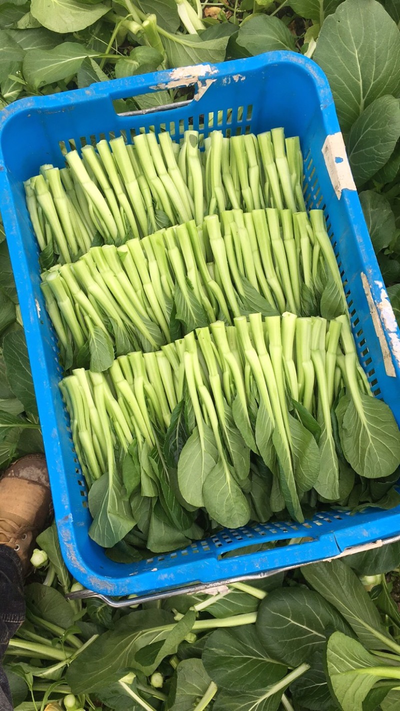 崇明菜心，芥蓝，中花介，兰基地直供全国发货