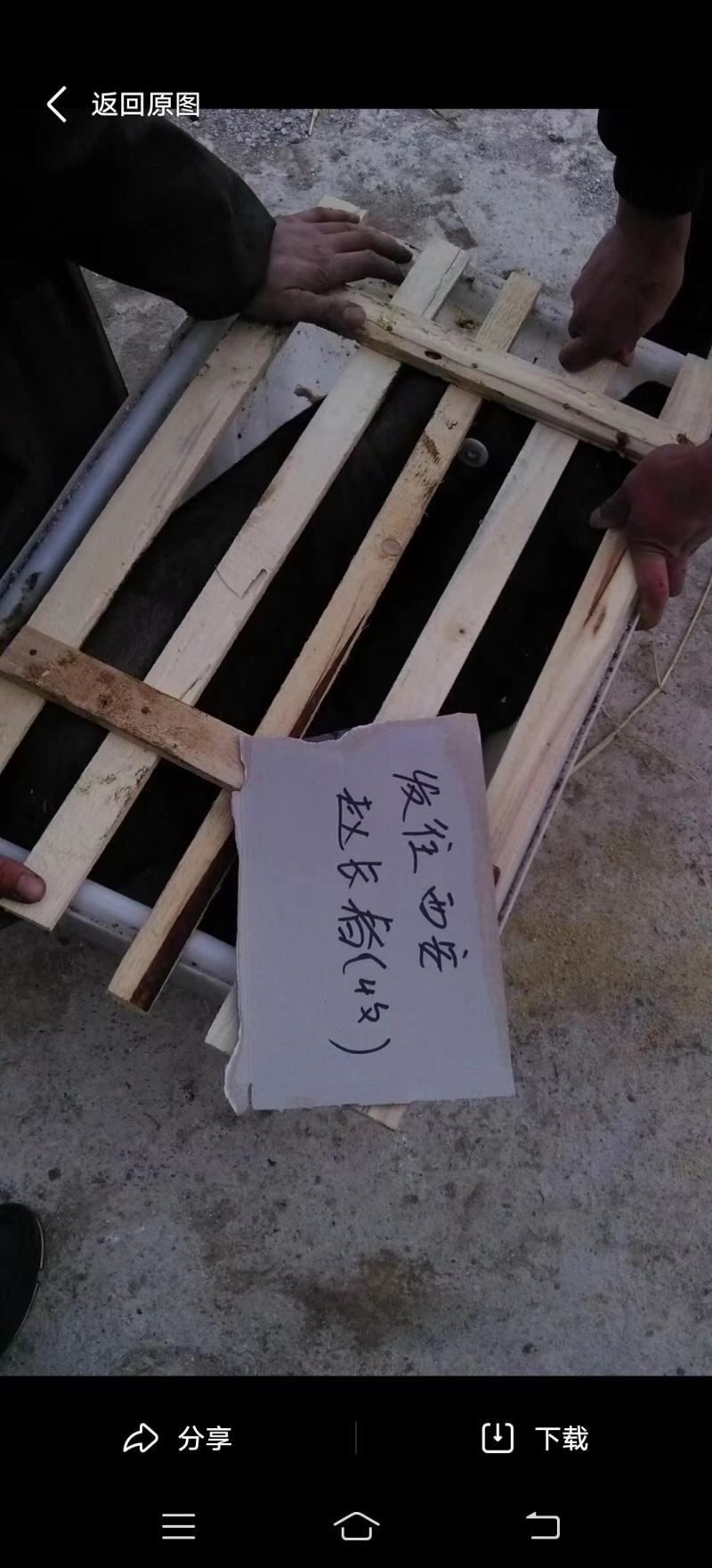 大量供应藏香猪小猪
