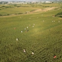 河南洛阳宜阳1200亩红花