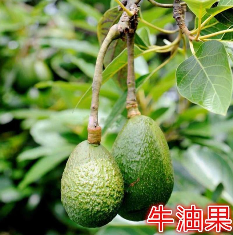 牛油果种子南方种种植植苗鳄梨哈斯牛油果树林木种子图片