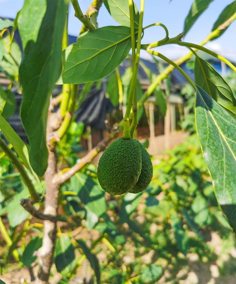 牛油果种子南方种种植植苗鳄梨哈斯牛油果树林木种子图片
