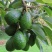 牛油果种子南方种种植植苗鳄梨哈斯牛油果树林木种子图片