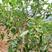 牛油果种子南方种种植植苗鳄梨哈斯牛油果树林木种子图片