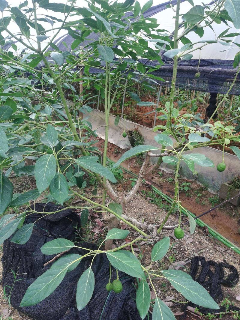 牛油果种子南方种种植植苗鳄梨哈斯牛油果树林木种子图片