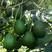 牛油果种子南方种种植植苗鳄梨哈斯牛油果树林木种子图片