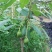 牛油果种子南方种种植植苗鳄梨哈斯牛油果树林木种子图片