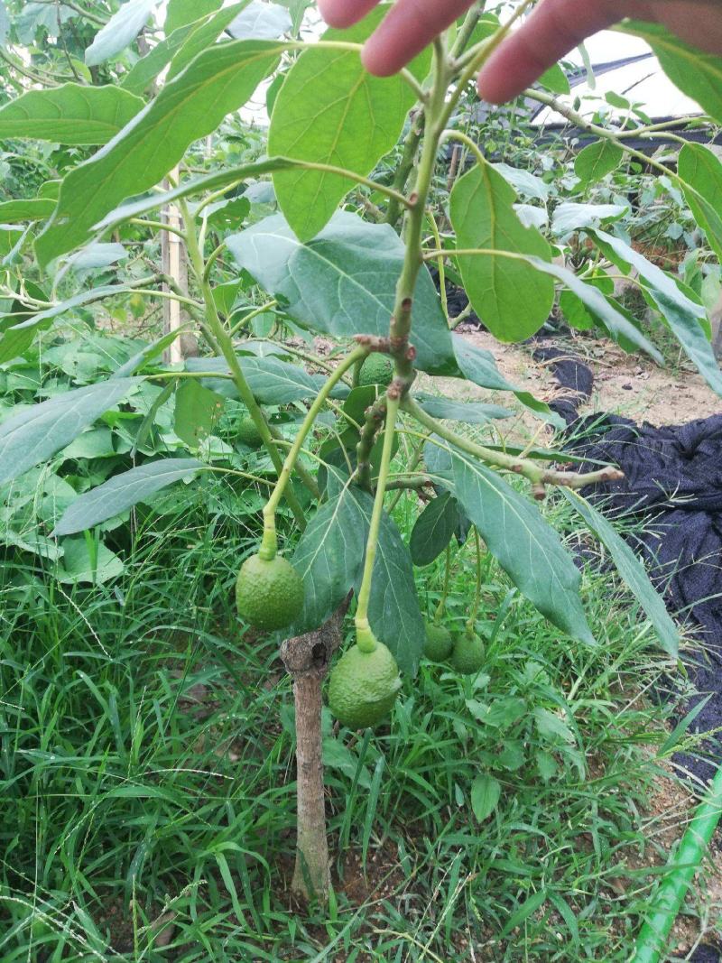 牛油果种子南方种种植植苗鳄梨哈斯牛油果树林木种子图片