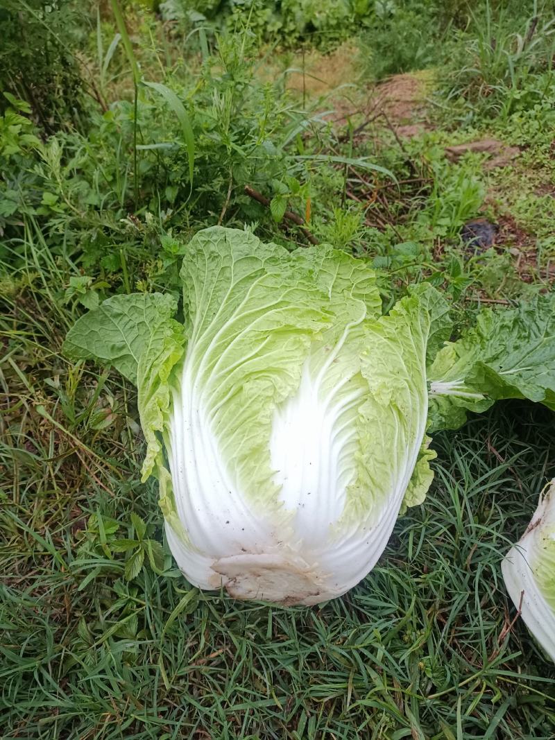 云南大白菜，产地直销200吨要的來看貨，全国可发货