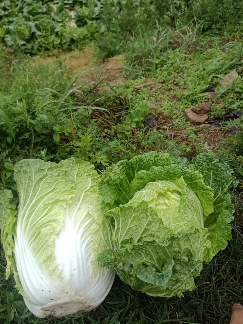 云南大白菜，产地直销200吨要的來看貨，全国可发货