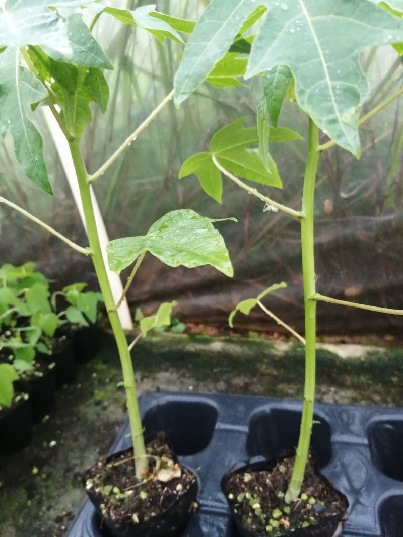木瓜树苗