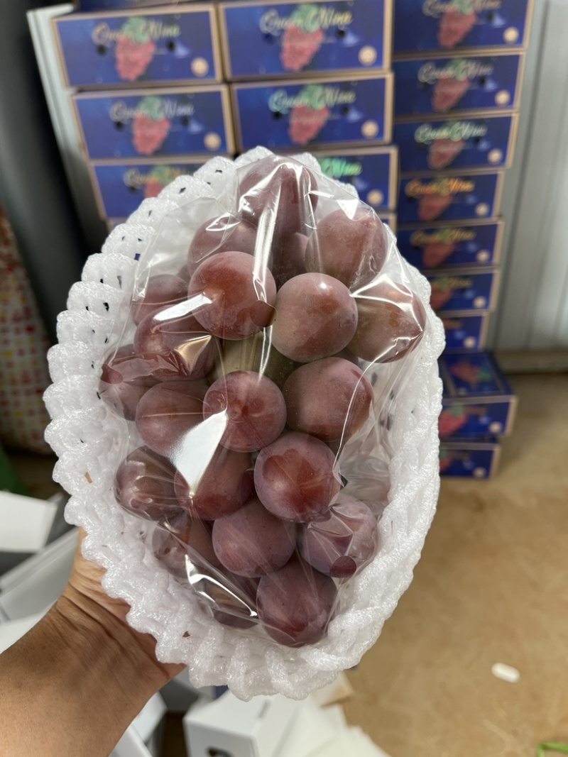 云南尼娜皇后基地直供