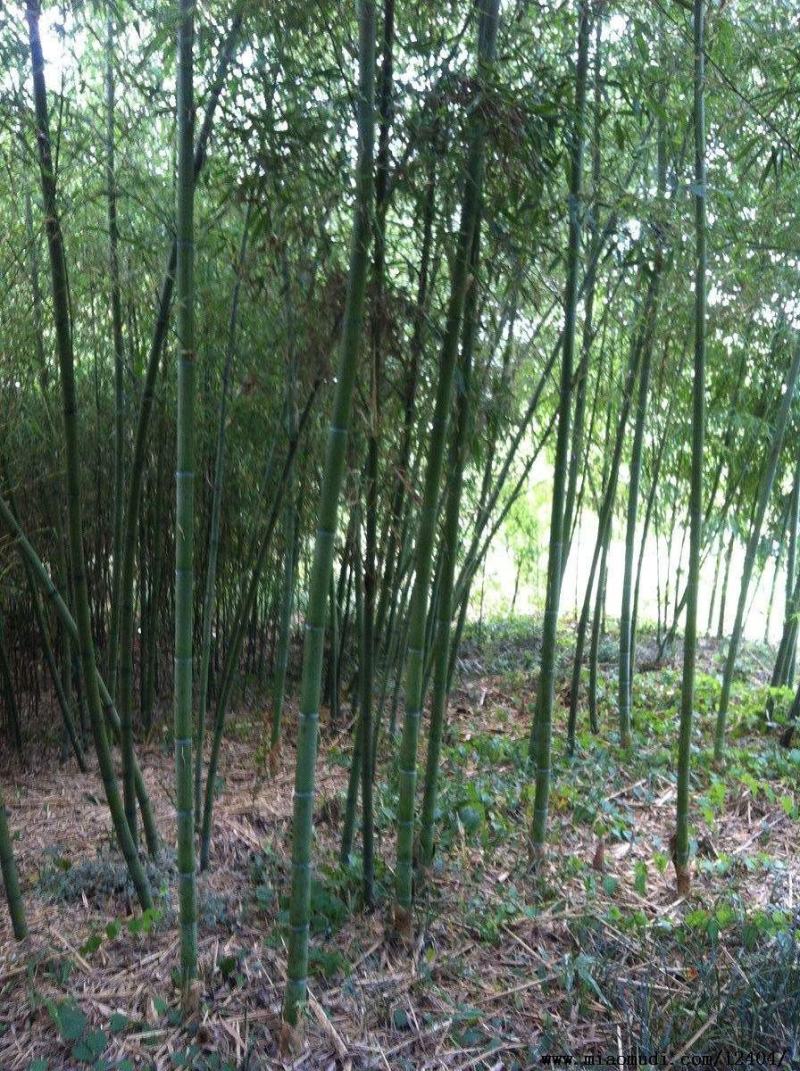 钢竹苗早园竹苗雷竹苗青竹苗庭院竹子苗四季常青翠竹