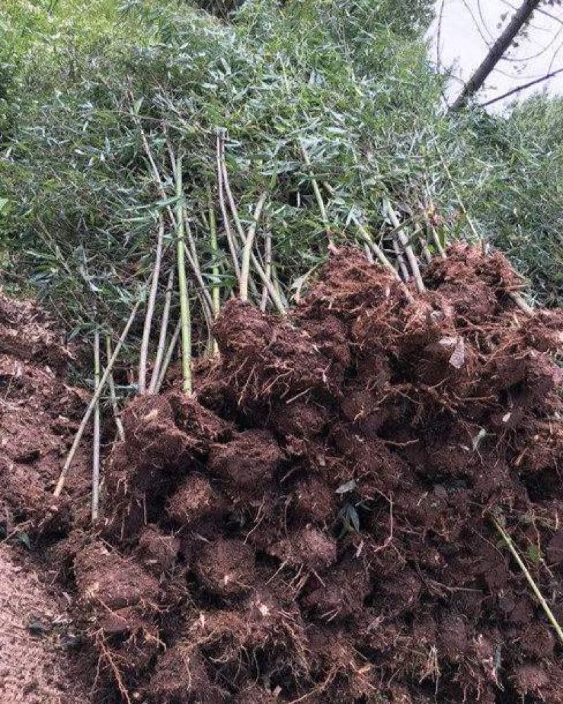 钢竹苗早园竹苗雷竹苗青竹苗庭院竹子苗四季常青翠竹