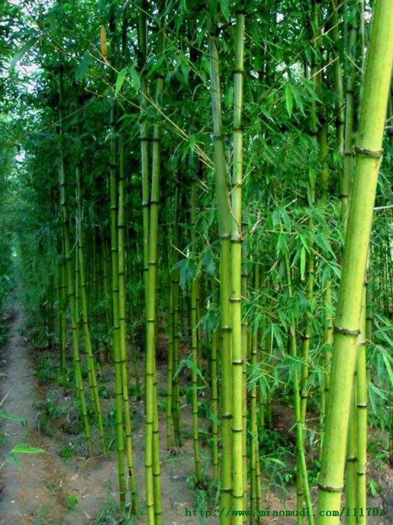 钢竹苗早园竹苗雷竹苗青竹苗庭院竹子苗四季常青翠竹