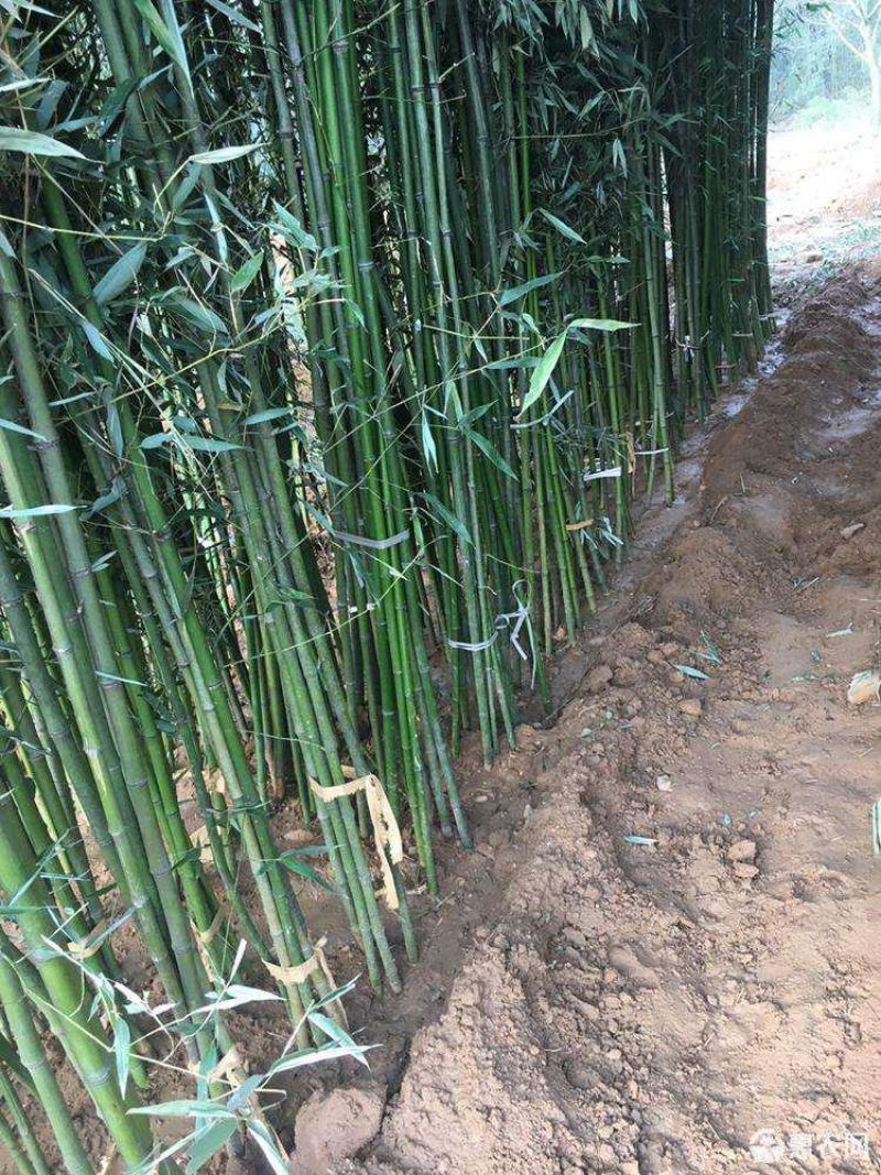 钢竹苗早园竹苗雷竹苗青竹苗庭院竹子苗四季常青翠竹