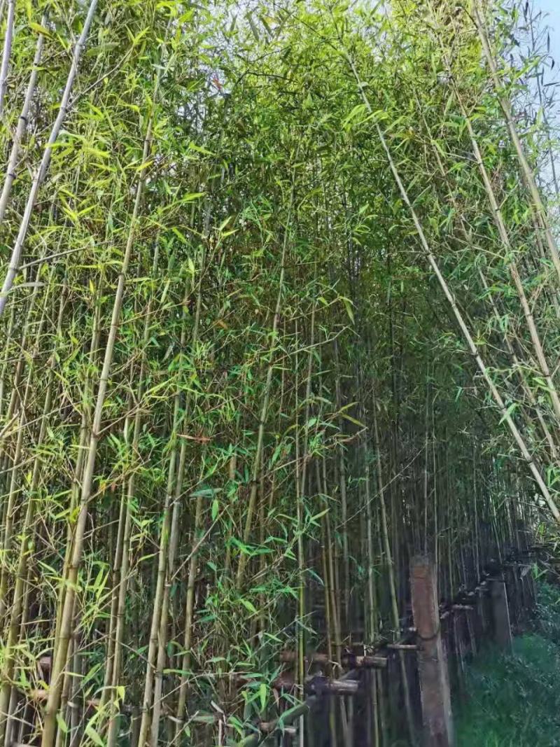 钢竹苗早园竹苗雷竹苗青竹苗庭院竹子苗四季常青翠竹