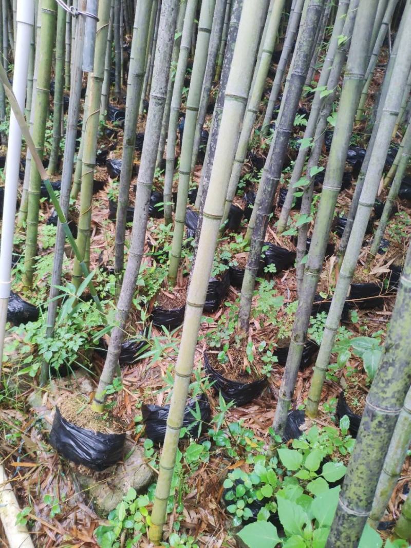 钢竹苗早园竹苗雷竹苗青竹苗庭院竹子苗四季常青翠竹