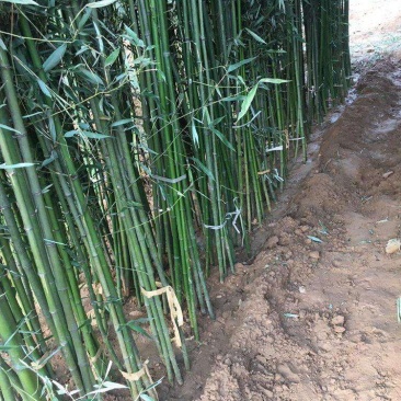 钢竹苗早园竹苗雷竹苗青竹苗庭院竹子苗四季常青翠竹