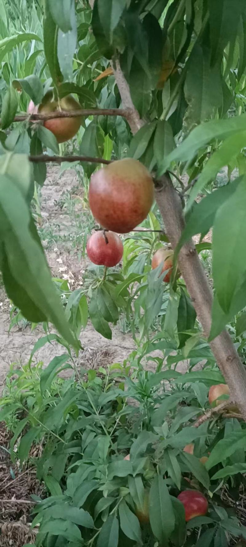 7-17油桃.红色黄色两种规格！