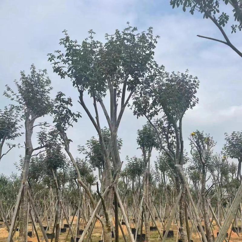 大量现货有有需要的老板请联系