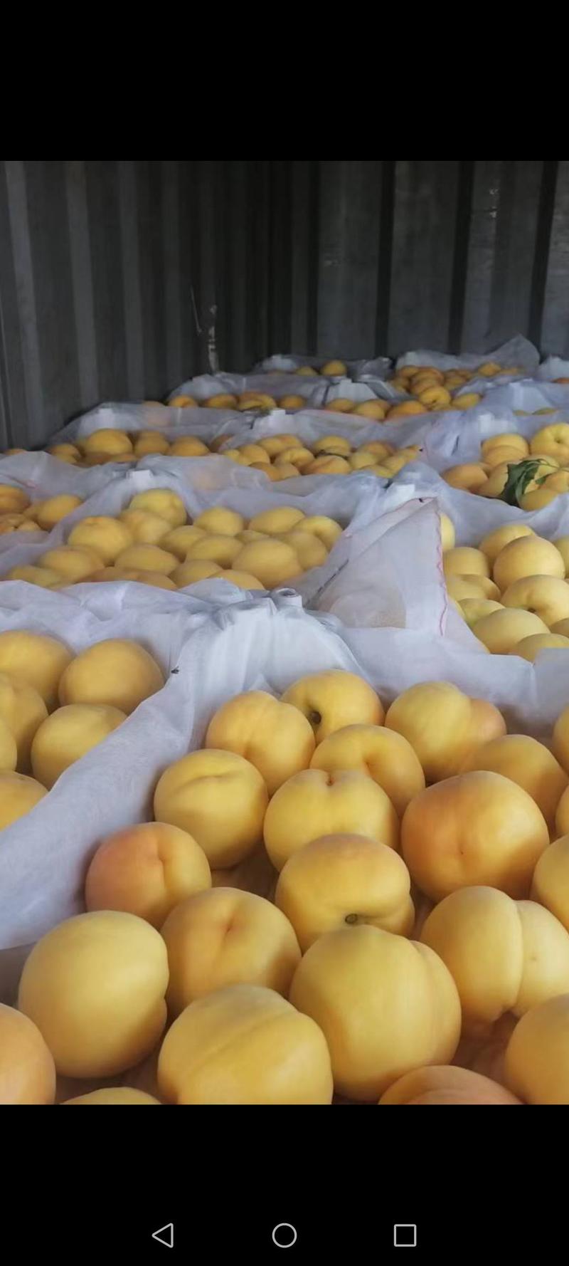 精选黄桃产地货源看货全国发货保证质量