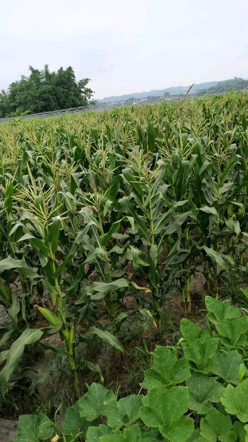 基地糯玉米，万糯2000188大量供应，保质保量