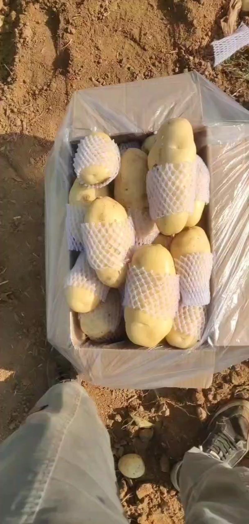 山东土豆【推荐】肥城市荷兰十五土豆箱装袋装规格齐全，全国发货