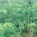 四川珍珠李子纯甜脱骨主产区，一手货源，量大从优，产地代办