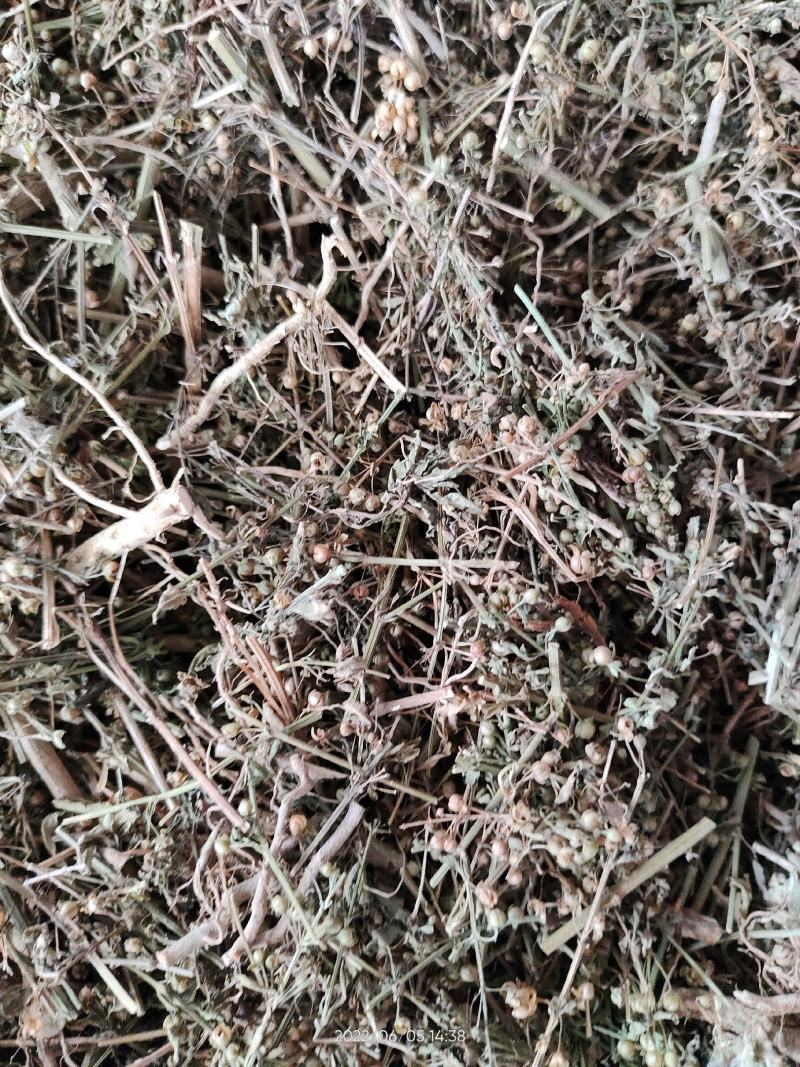 野生中草药冰糖草土甘草四时茶米碎草无硫无提取干品