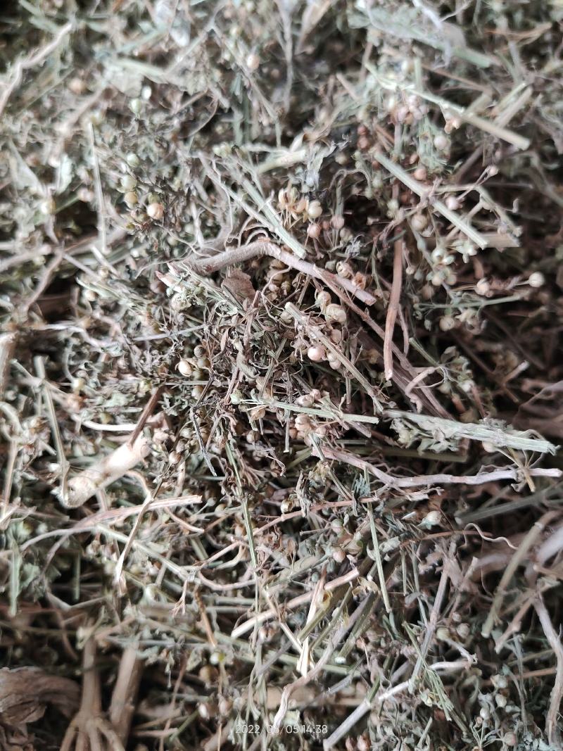 野生中草药冰糖草土甘草四时茶米碎草无硫无提取干品