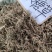 野生中草药冰糖草土甘草四时茶米碎草无硫无提取干品
