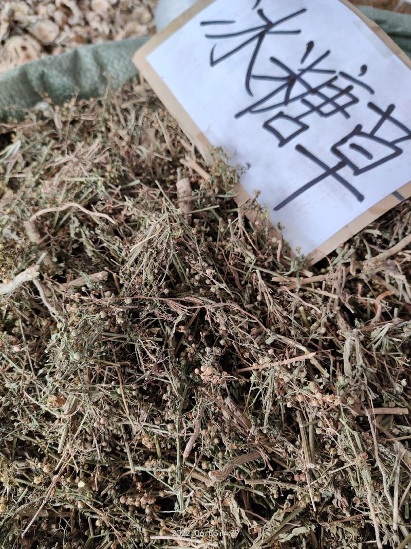 野生中草药冰糖草土甘草四时茶米碎草无硫无提取干品