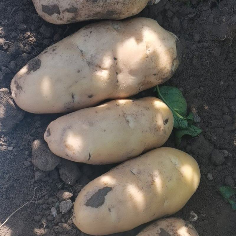 沃土土豆大量上市中，物美价廉欢迎新老客户光临