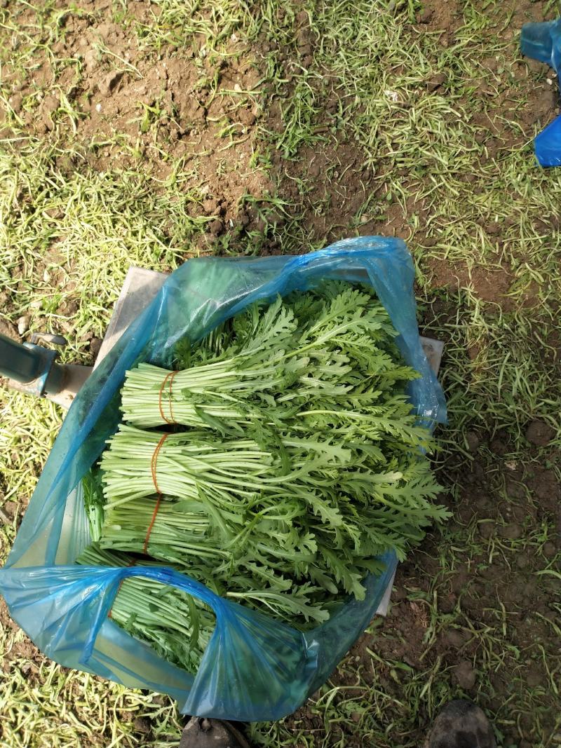 精品茼蒿菜量大