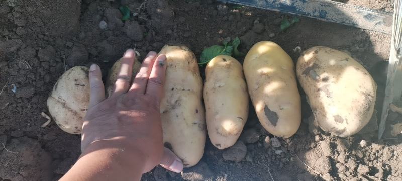 沃土土豆大量上市中，物美价廉欢迎新老客户光临