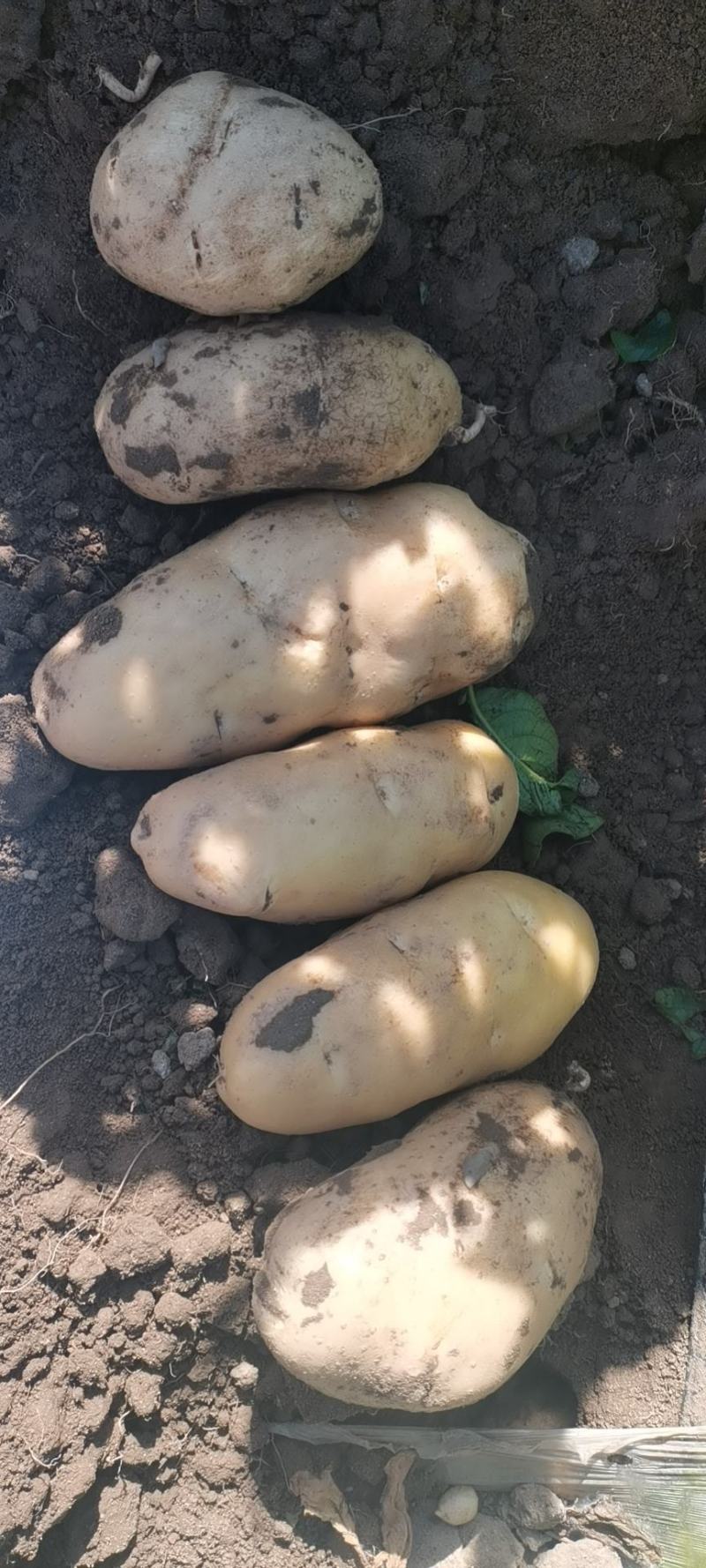 沃土土豆大量上市中，物美价廉欢迎新老客户光临