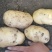 沃土土豆大量上市中，物美价廉欢迎新老客户光临