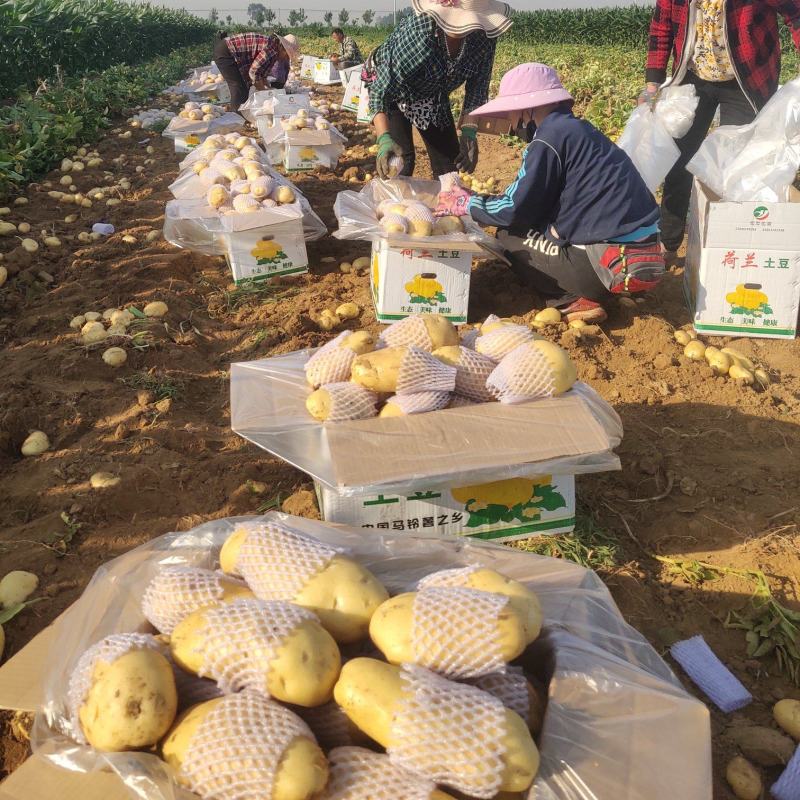 山东土豆【推荐】肥城市荷兰十五土豆箱装袋装规格齐全，全国发货