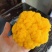 金耳菌，菌种