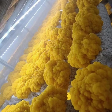 金耳菌，菌种